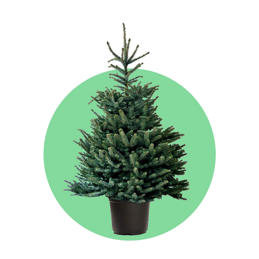 Blauwspar kerstboom 'Super' in pot - Picea pungens 'Super Blue' - 60/175cm
