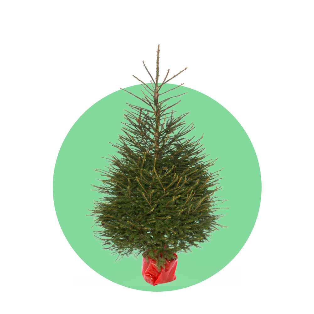 Fijnspar kerstboom 'Super' in pot - Picea Abies - 80/200cm