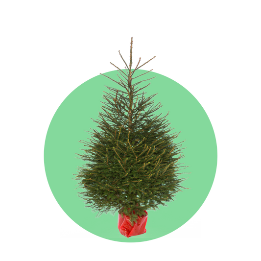 Fijnspar kerstboom 'Super' in pot - Picea Abies - 80/200cm