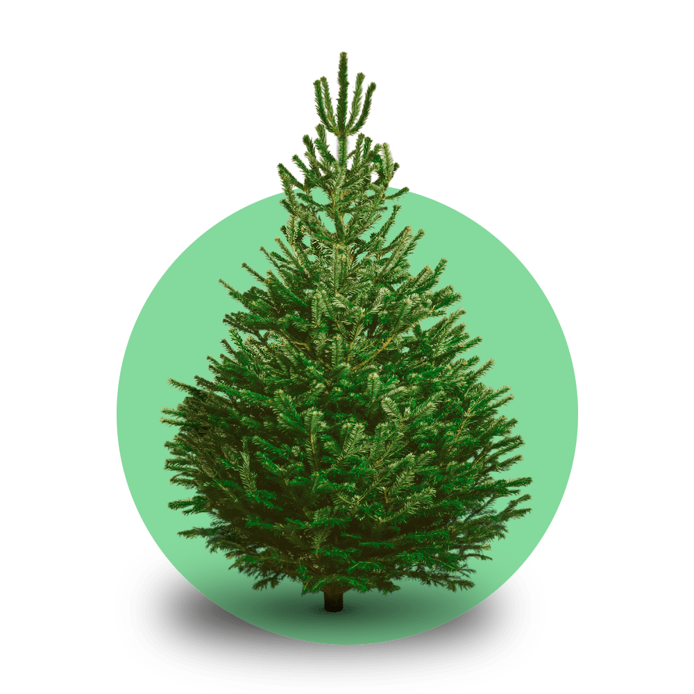 Nordmann kerstboom 'Deluxe' gezaagd - Naaldvaste Scandinavische kerstboom - 100/225cm