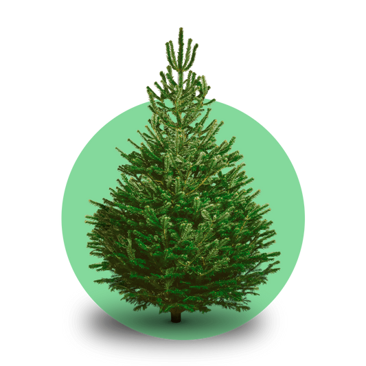 Nordmann kerstboom 'Deluxe' gezaagd - Naaldvaste Scandinavische kerstboom - 100/225cm