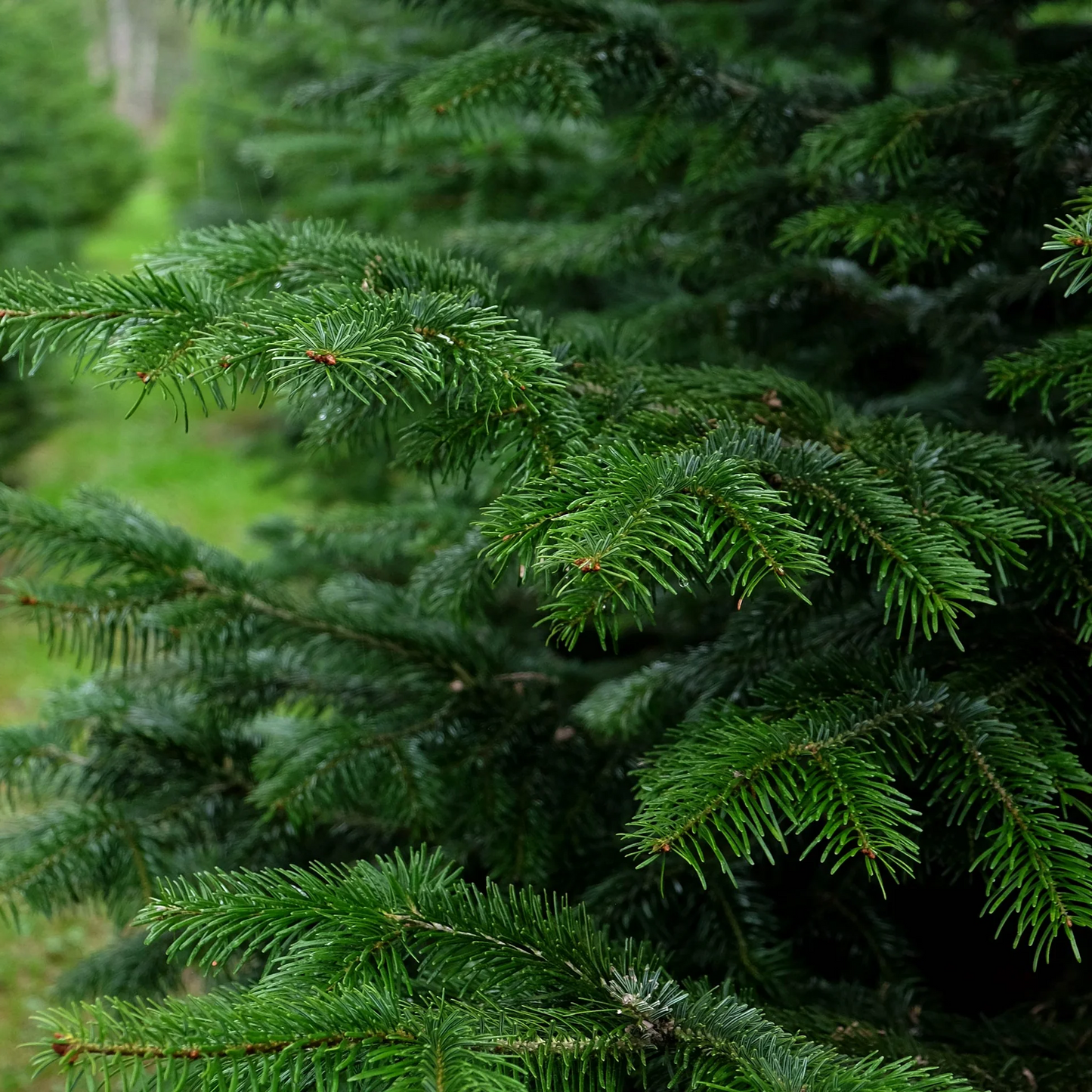 Nordmann kerstboom 'Deluxe' in pot - Naaldvaste Scandinavische kerstboom - 80/200cm