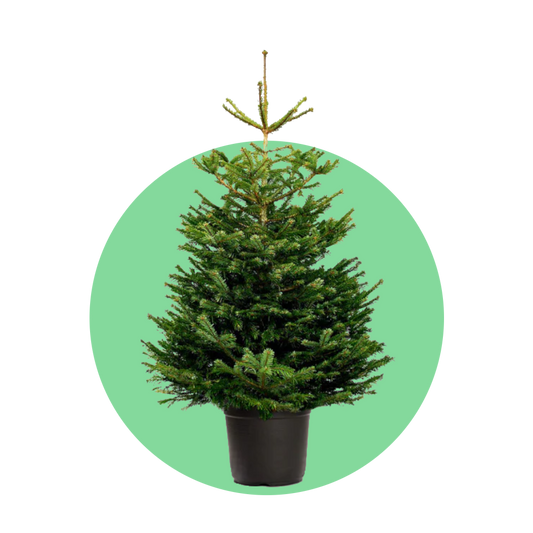 Nordmann kerstboom 'Deluxe' in pot - Naaldvaste Scandinavische kerstboom - 80/200cm